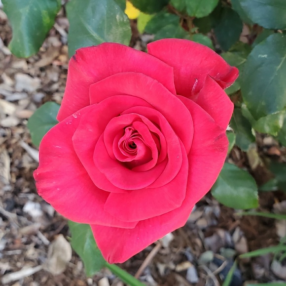 ladybee143